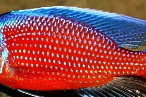 Pyszczak Borleya - Copadichromis borleyi - Pyszczaki Malawi