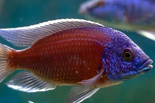 Pyszczak Borleya - Copadichromis borleyi - Pyszczaki Malawi, Pomorskie, Gdańsk