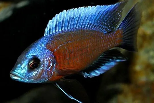 Pyszczak Borleya - Copadichromis borleyi - Pyszczaki Malawi, Pomorskie, Gdańsk