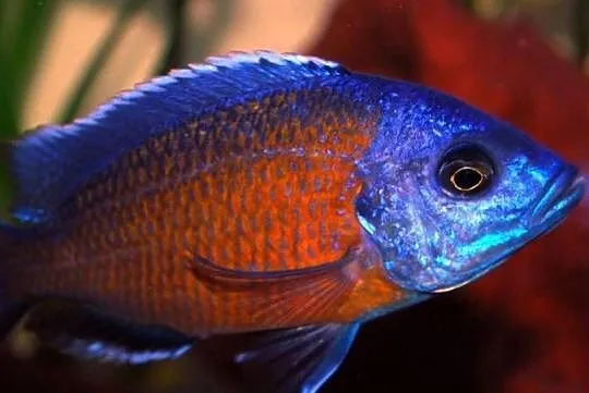 Pyszczak Borleya - Copadichromis borleyi - Pyszczaki Malawi, Pomorskie, Gdańsk