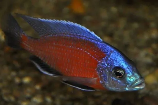 Pyszczak Borleya - Copadichromis borleyi - Pyszczaki Malawi, Pomorskie, Gdańsk