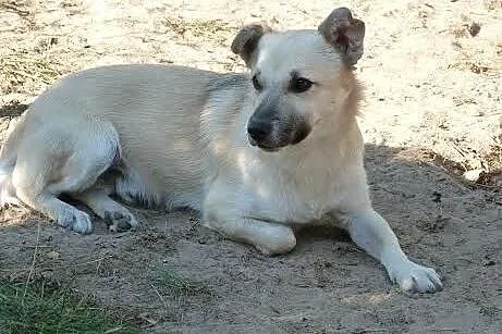 Migdał - wspaniałe psie dziecko,  wielkopolskie Po