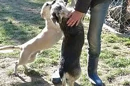 Migdał - wspaniałe psie dziecko,  wielkopolskie Po