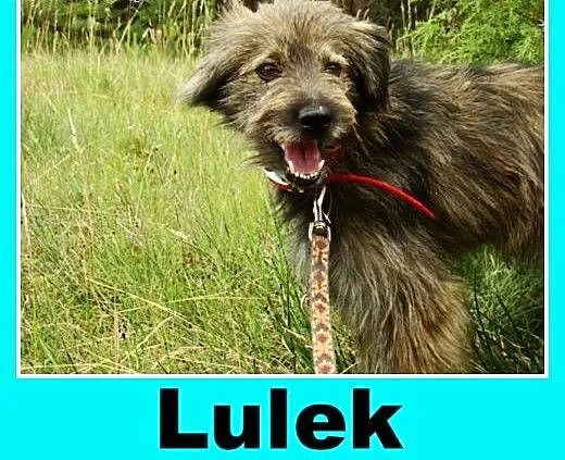 Grzeczny, wesoły pies Lulek -adopcja, małopolskie