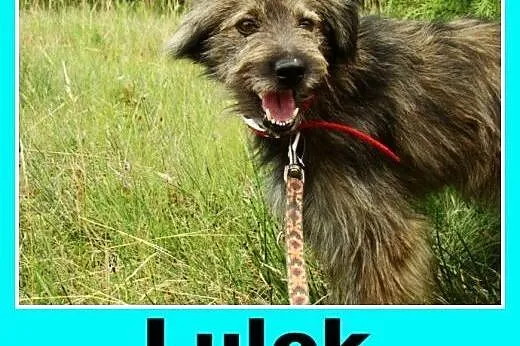 Grzeczny, wesoły pies Lulek -adopcja,  małopolskie