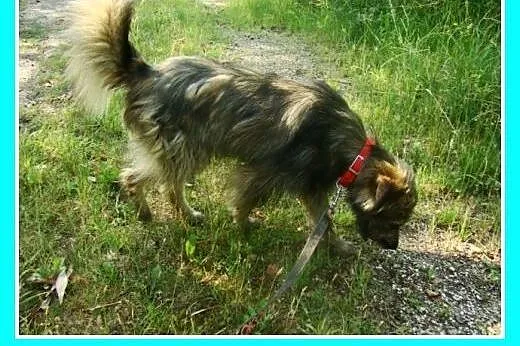 Grzeczny, wesoły pies Lulek -adopcja,  małopolskie