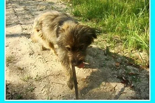Grzeczny, wesoły pies Lulek -adopcja,  małopolskie