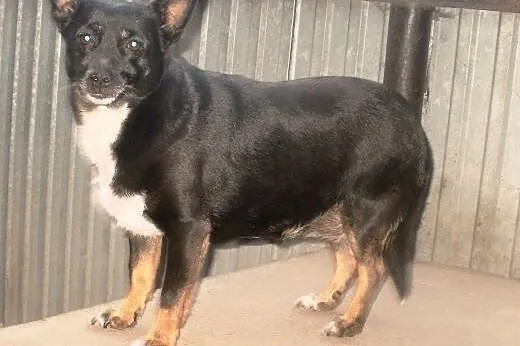 Migotka wesoła, przyjaciel dla całej rodziny  ,  mazowieckie Warszawa