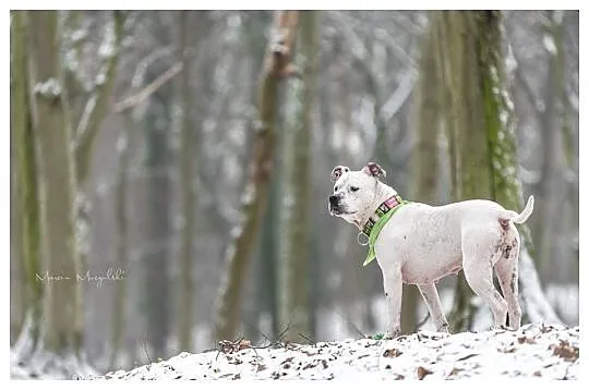Przepiękna Luna w typie amstaffa szuka domu!