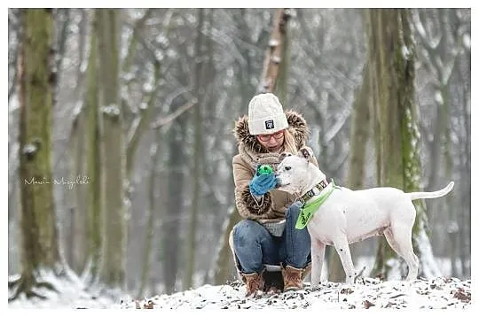 Przepiękna Luna w typie amstaffa szuka domu!