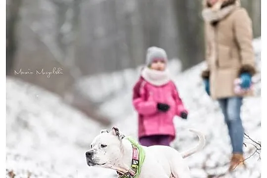 Przepiękna Luna w typie amstaffa szuka domu!