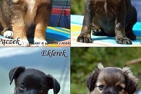 Same słodkości! :), Warmińsko-mazurskie, Olsztyn