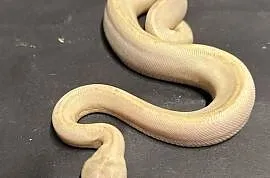 Pyton Regius - IVORY