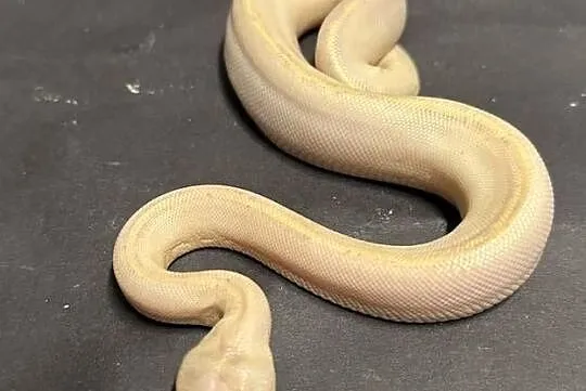Pyton Regius - IVORY