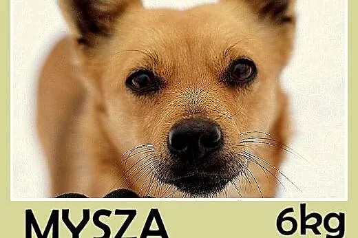 6kg,mała,łagodna,rezolutna,towarzyska suczka MYSZA.Adopcja,  małopolskie Kraków