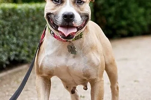 Liza piękna sunia w typie amstaffa szuka domu, Amstaff cała Polska
