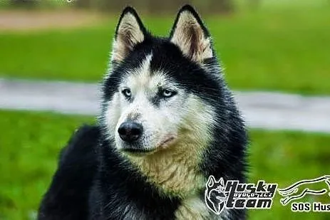 Roni, piękny husky szuka domu,  mazowieckie Warszawa