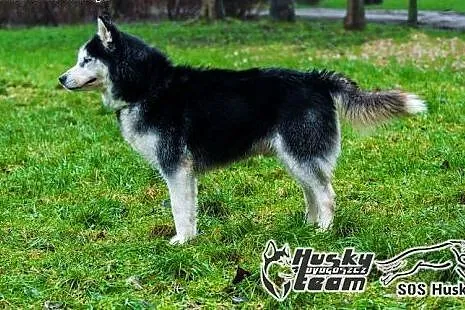 Roni, piękny husky szuka domu,  mazowieckie Warsza