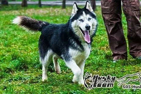 Roni, piękny husky szuka domu,  mazowieckie Warsza