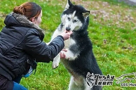 Roni, piękny husky szuka domu,  mazowieckie Warsza