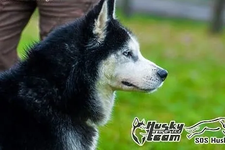 Roni, piękny husky szuka domu,  mazowieckie Warsza