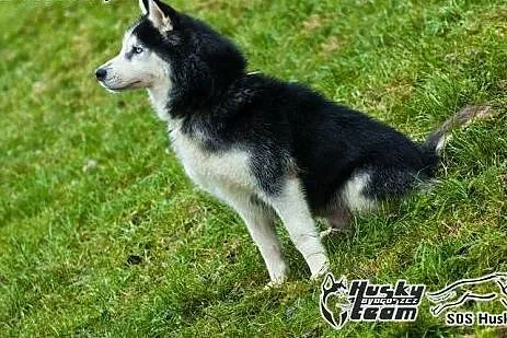 Roni, piękny husky szuka domu,  mazowieckie Warsza