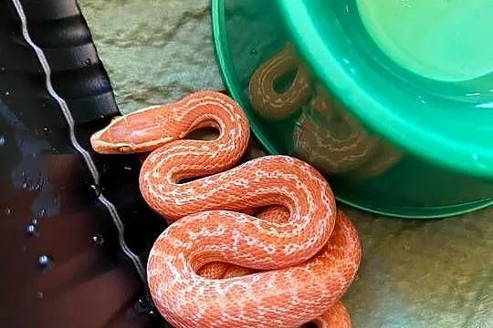 Wąż mahoniowy T- albino samiczka, Opolskie, Opole