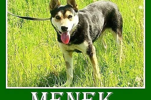 Owczarek niem. mix,spokojny,rodzinny,łagodny,grzeczny pies MENEK.Adopcja,  dolnośląskie Wrocław
