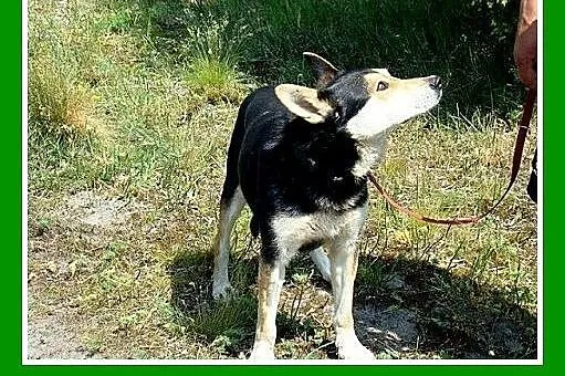 Owczarek niem. mix,spokojny,rodzinny,łagodny,grzec