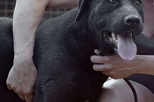 Bomba w typie labradora czeka na dom,  łódzkie Tom