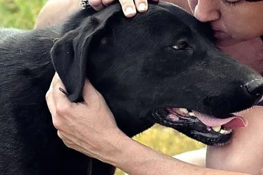 Bomba w typie labradora czeka na dom,  łódzkie Tom