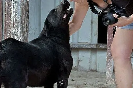 Bomba w typie labradora czeka na dom,  łódzkie Tom