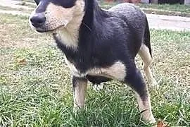 Lucynka - mała sunia szuka domu.,  łódzkie Skierni