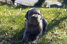 Szara suczka Cane Corso ZKwP/FCI