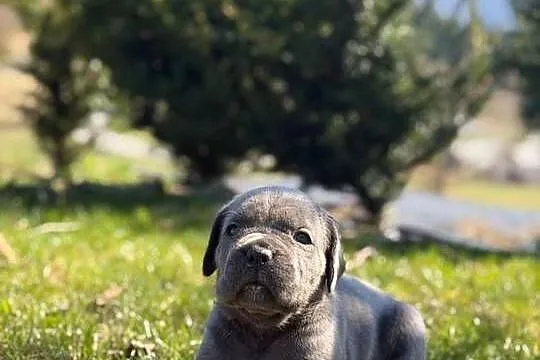 Szara suczka Cane Corso ZKwP/FCI, Małopolskie, Zawoja