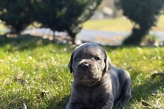 Szara suczka Cane Corso ZKwP/FCI, Małopolskie, Zawoja
