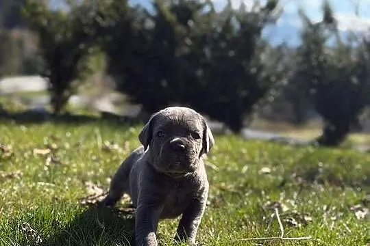 Szara suczka Cane Corso ZKwP/FCI, Małopolskie, Zawoja