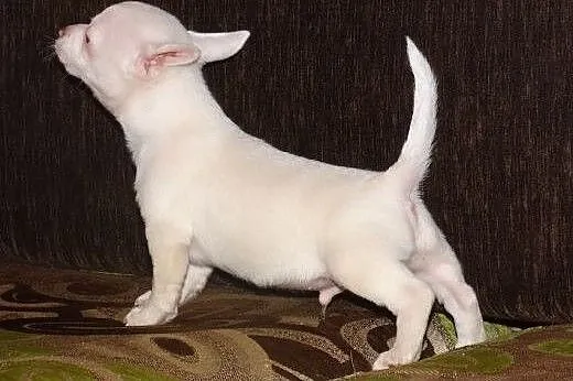 Chihuahua -pieski,  wielkopolskie Września
