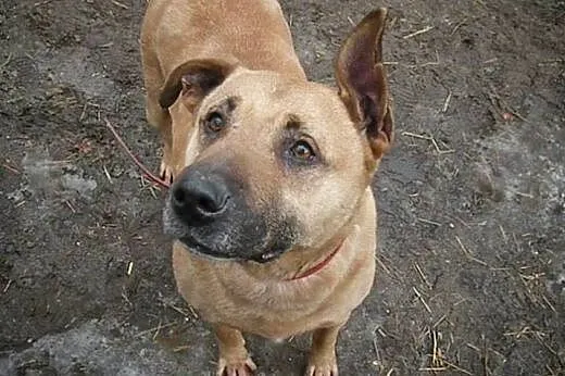 Rubert pieszczoch w typie amstaffa , mazowieckie Warszawa