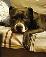 Tequila szuka domu, Amstaff cała Polska