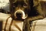 Tequila szuka domu,  Amstaff cała Polska