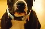 Tequila szuka domu,  Amstaff cała Polska