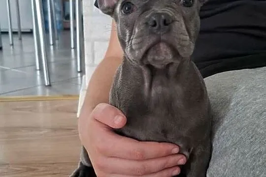 Suczka buldog francuski
