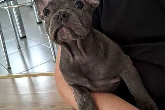 Suczka buldog francuski, Podkarpackie, Jasło