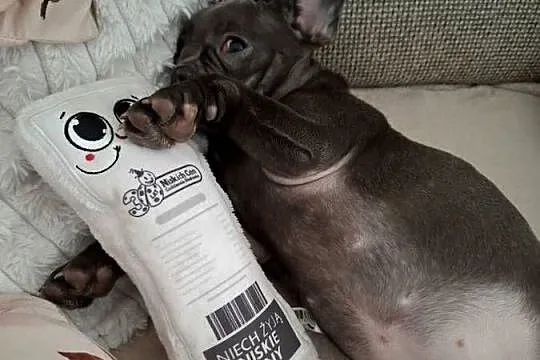 Suczka buldog francuski, Podkarpackie, Jasło