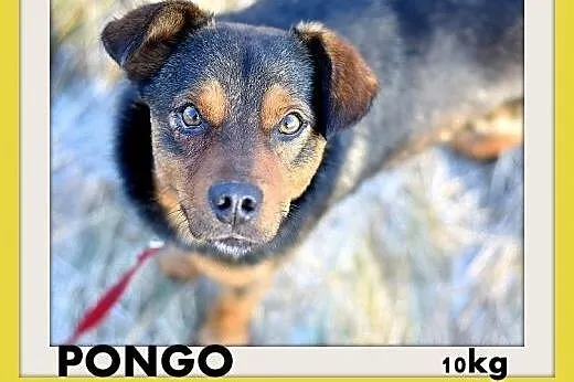 PONGO,10kg,młody,rok,przyjazny,wesoły piesek.ADOPCJA,  dolnośląskie Wrocław