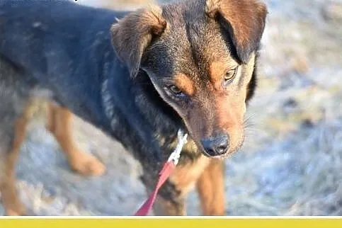 PONGO,10kg,młody,rok,przyjazny,wesoły piesek.ADOPC