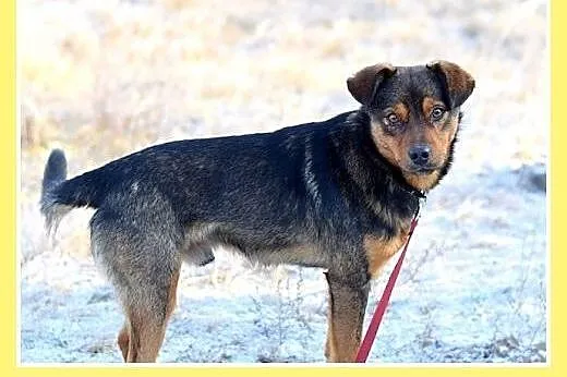 PONGO,10kg,młody,rok,przyjazny,wesoły piesek.ADOPC
