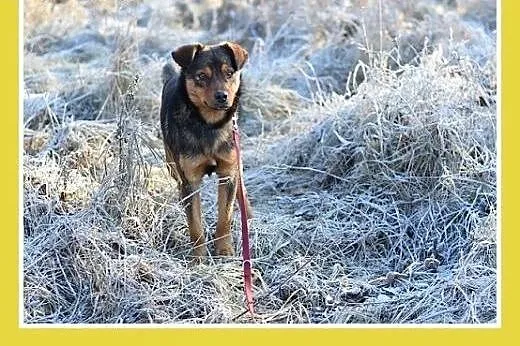 PONGO,10kg,młody,rok,przyjazny,wesoły piesek.ADOPC