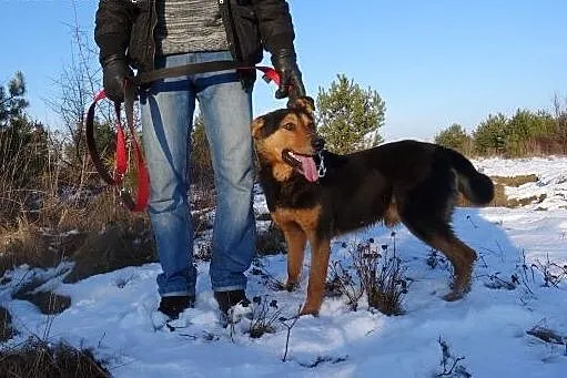Moris, pies na schwał...tylko domu mu brak :(,  ma